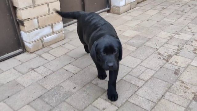 Лабрадор Отто