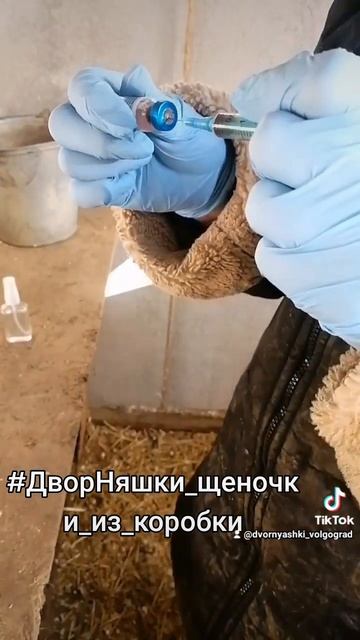 Подкинутые щеночки в коробке прошли первую вакцинацию!