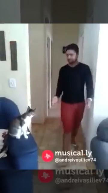 Крутой кот