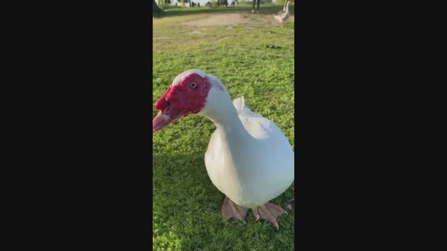 Индоутки. Muscovy Duck