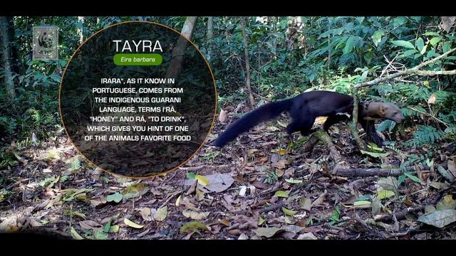 #ResidentsOfTheForest - episode 5: Tayra (Eira barbara)