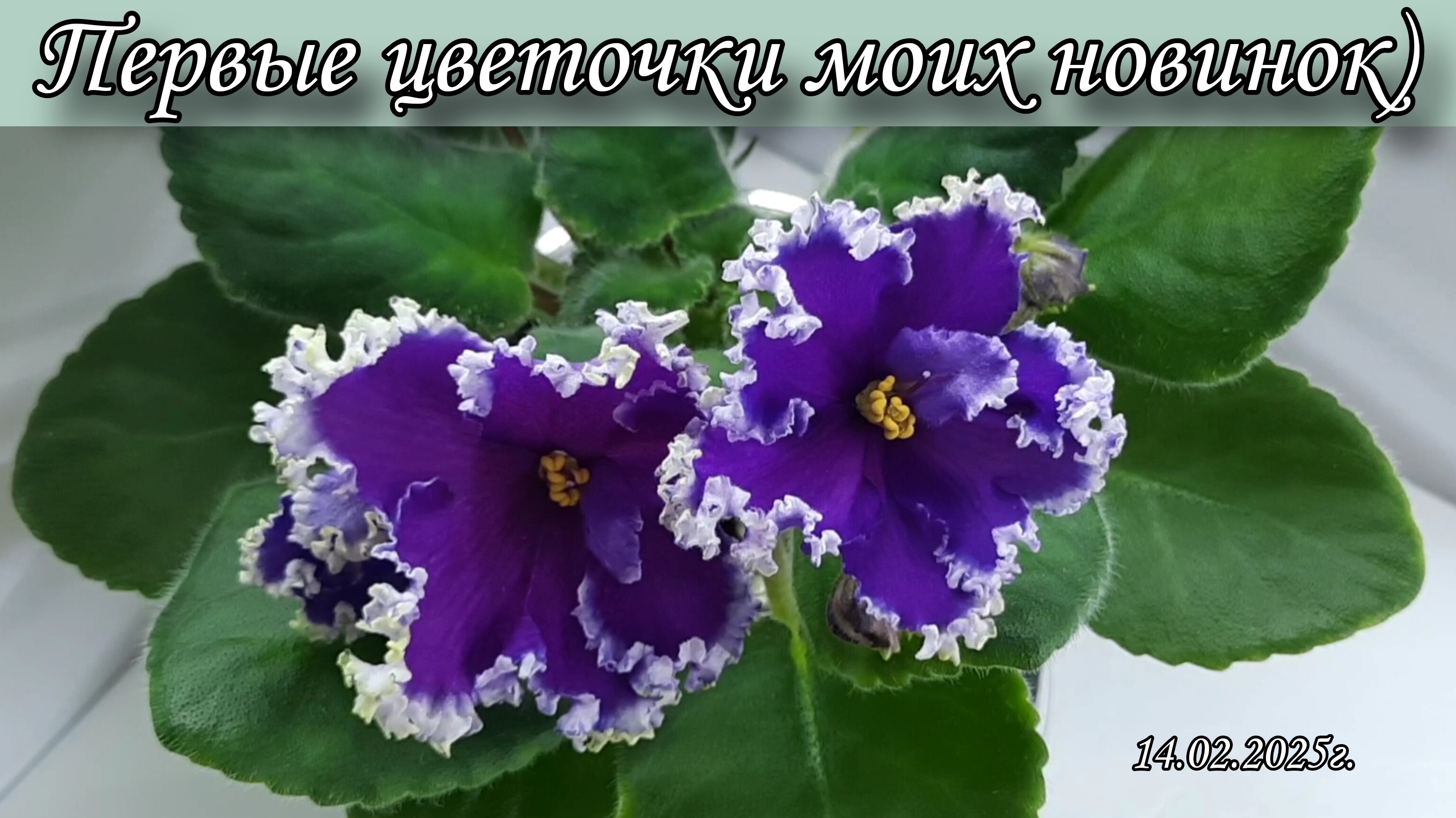 Цветение моих фиалок! Первые цветочки новинок 🌷