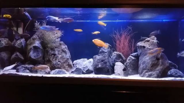 Malawi cichliden tank 260 liter