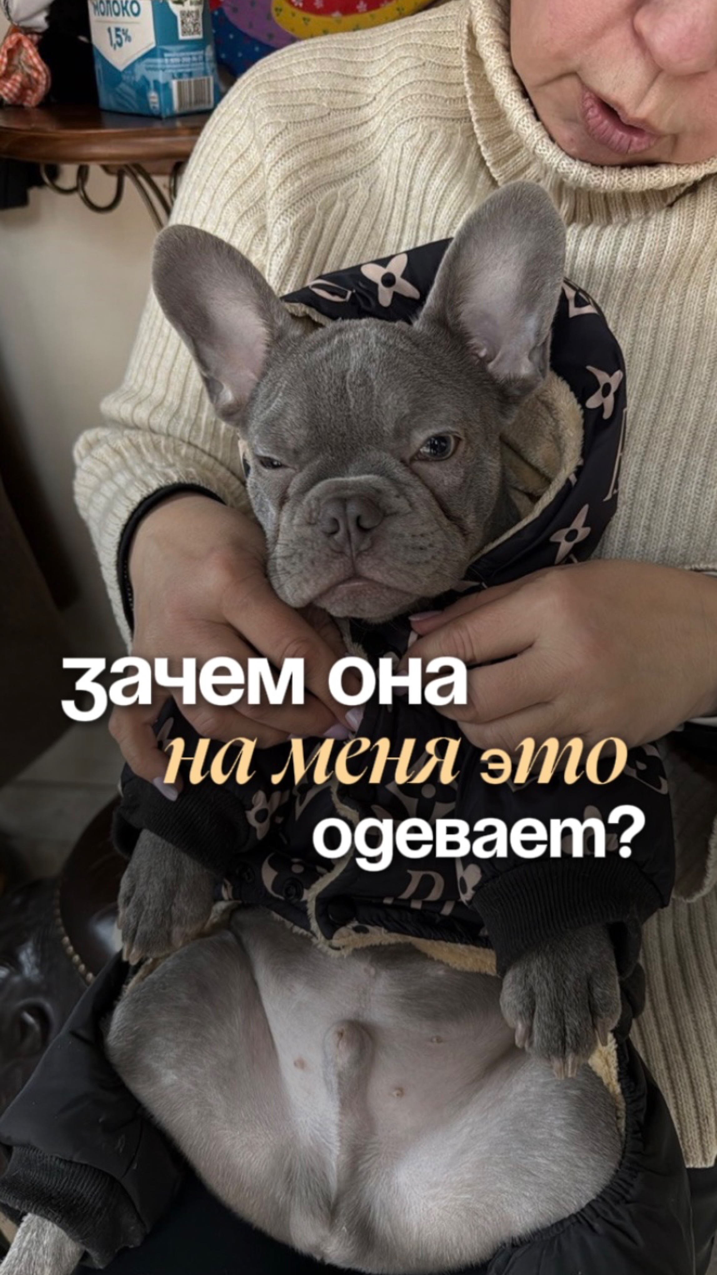 Первый выход на прогулку🦮
#cutedogs #ilovemydog #instadog #юмор #щенок #dogtraining #селфи