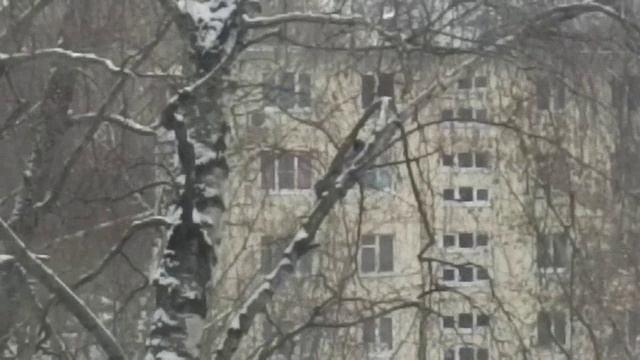 Ворона на березе. 14 февраля 2025 года. 6263704363