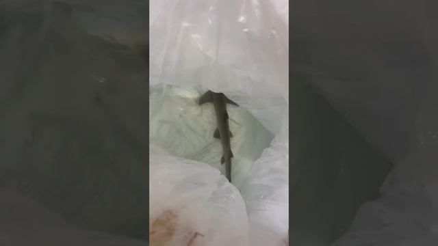 "Калипсо Аква"