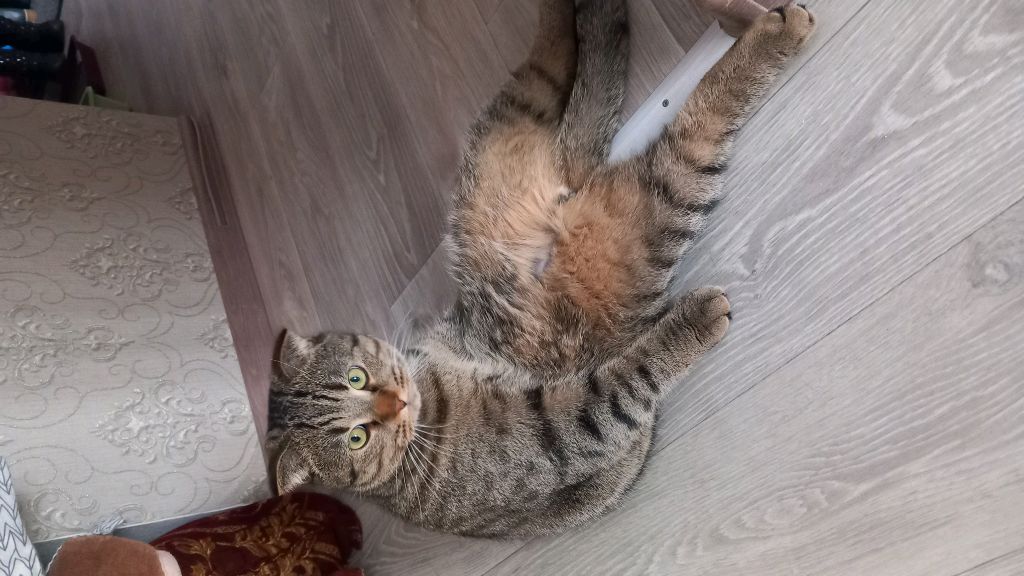 Ну даёт?  кот ! подпишитесь друзья