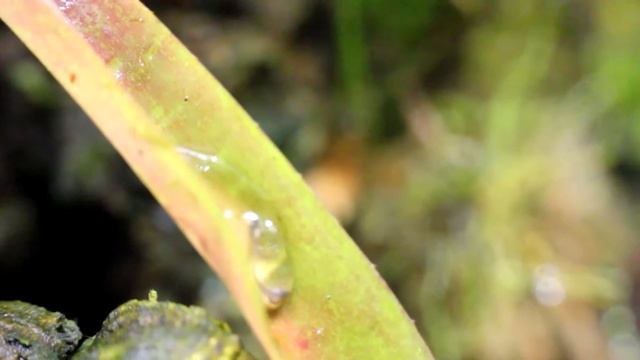 Oophaga Pumilio 'San Cristobal'