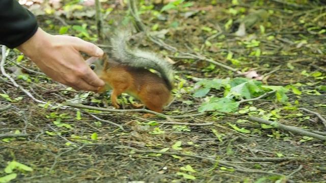 Белка ест с руки (Squirrel eats with his hand)