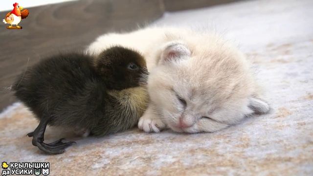 Утята и Цыплята - Кошки и котята - (138) Хвостики да Усики ❣️🥰🙃