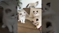 Котята Ragdoll