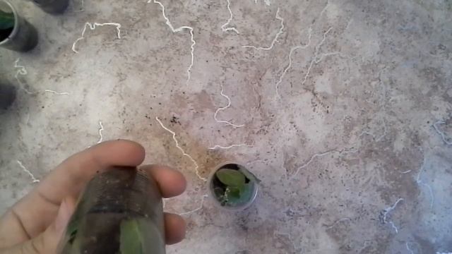 ДАЖЕ МАЛЕНЬКИЙ ЛИСТ ГЛОКСИНИИ СПОСОБЕН ДАТЬ ДЕТКУ!