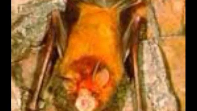 Orange leaf nosed bat Tripp & Max
