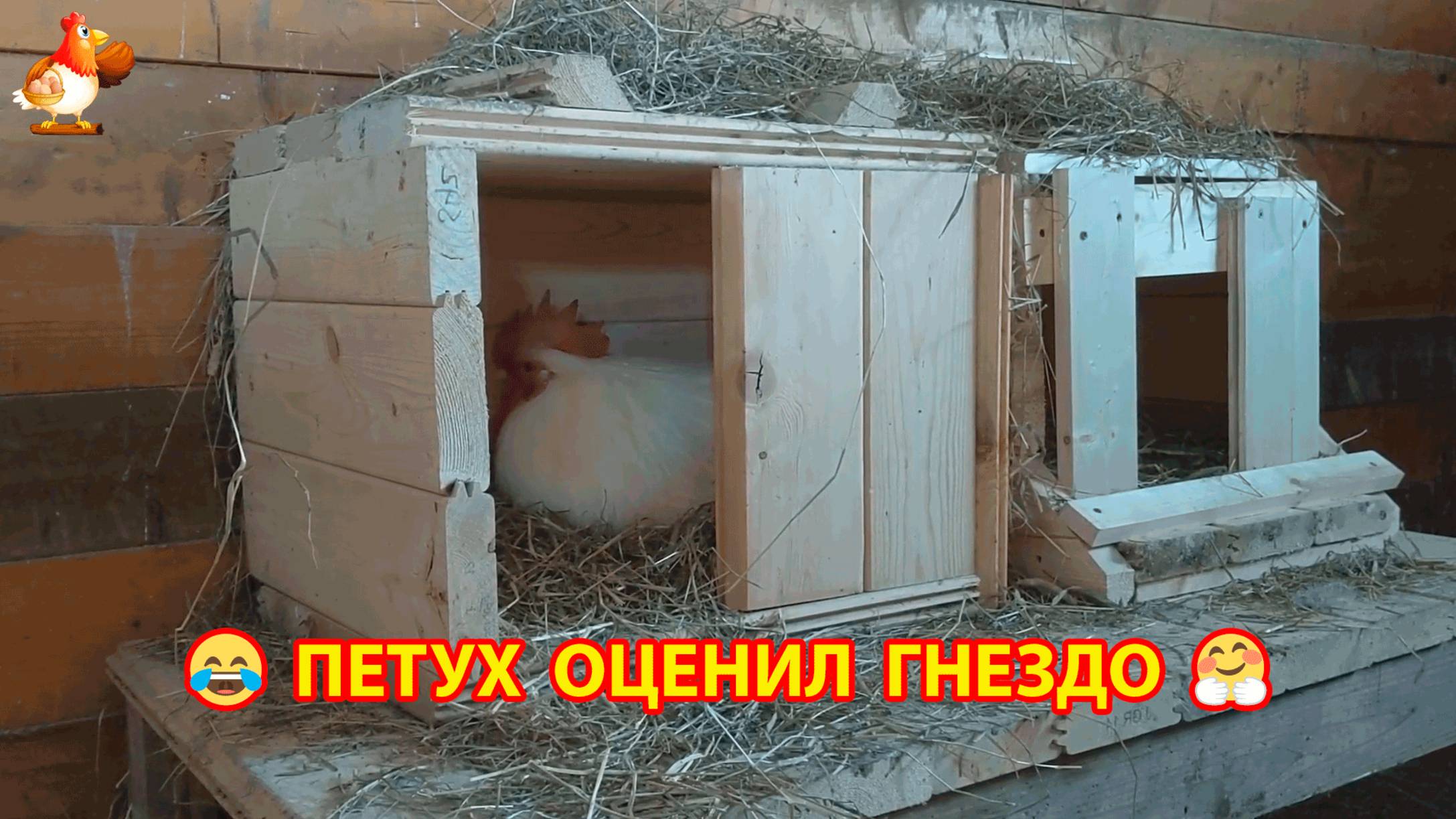 Петух проверил качество гнезда с хозяйской ответственностью (порода Леггорн)