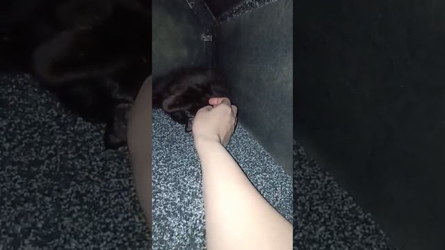 Чёрный сибирский мальчик Ilyusha в новом доме😍