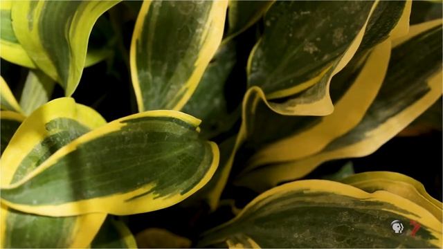 Tour a Hosta Haven in Utah with Hosta House!
