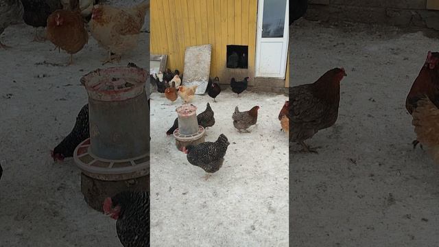 Тяжело живëтся людям на земле или всë-таки можно заработать? Ответ на комментарии писсимистов 💬 🤔