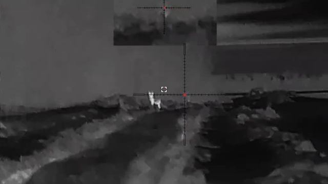 охота на лису с манком