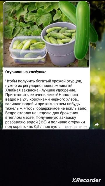 🥒ХЛЕБУШЕК ДЛЯ ОГУРЧИКОВ🥒