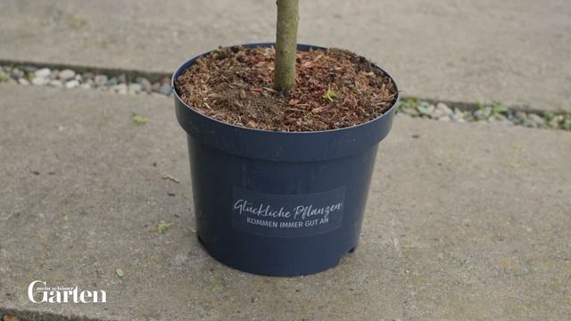 Harlekin Weide: Tipps zur Pflanzung und Pflege