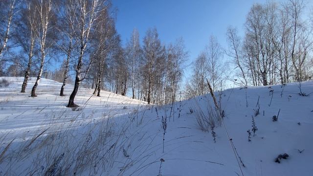 Леса Южного Урала