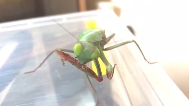 Hierodula Majuscula feeding part 3.