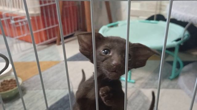 ориентальные котята