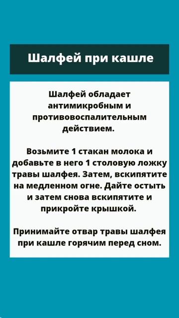 Шалфей при кашле #shorts #здоровье #аптечка #полезныесоветы #народнаямедицина #зож