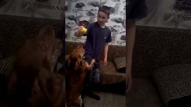 Собака против лучшего по первому месту борца