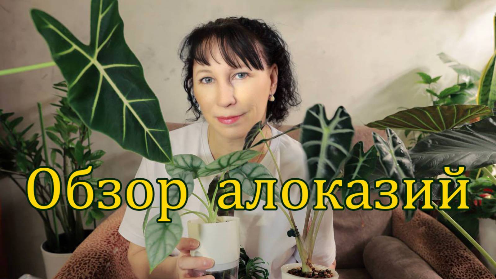 Обзор алоказий