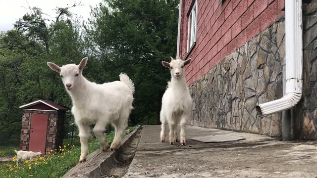 Козлята и видеокамера. Little goats and video camera.