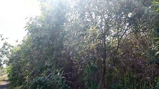 едем ЗА ГРАНИЦУ на велосипедах *мы заблудились* ~потеряли собаку~
