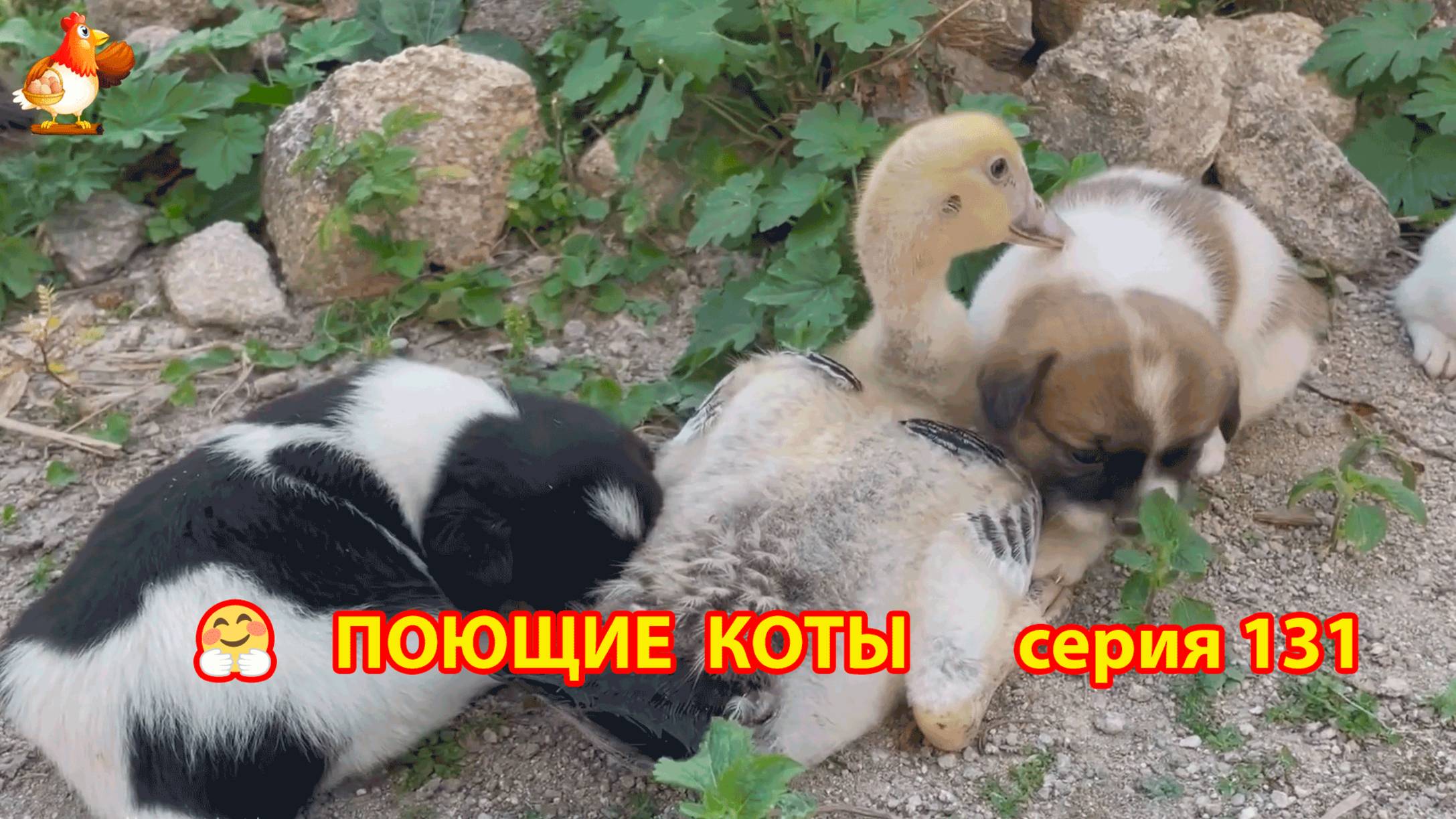 Крутые коты у птичьего двора серия (131) 🐈🐈⬛😹 Природа Абхазии и подворье с птицами и животными ❣
