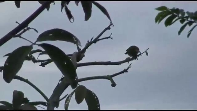 Birds we saw in Kauai