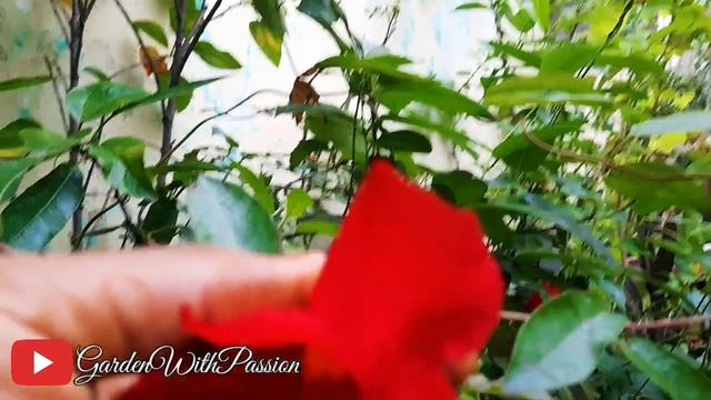 Mandevilla Plants Best Flowering Plant for Your Door & Balcony🪴 || फूलो से भर जायेगा आपका घर आँगन |