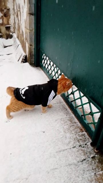 зима пришла)