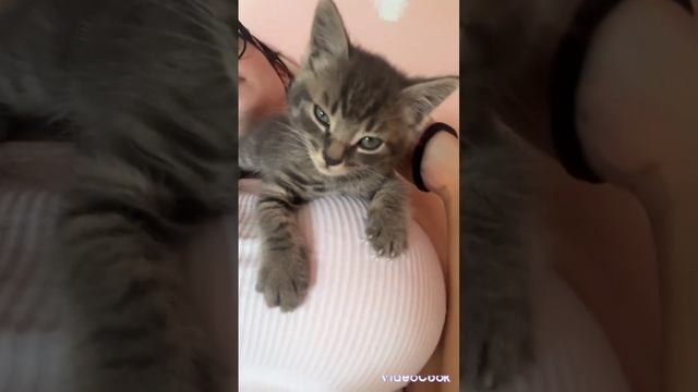 прикольные 😍 животные