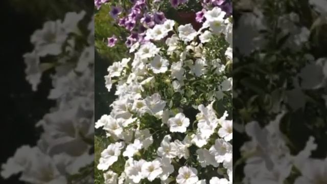 Петуния Опера Суприм Распберри, Вайт, Парпл Вейн