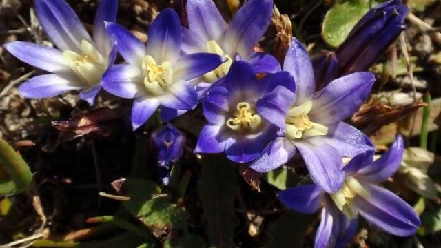 Amazing and Most Beautiful Brodiaea Flowers |  cluster lilies