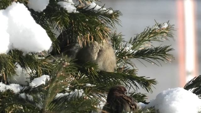 4-10 03 2022гудивил YuТ. на даче