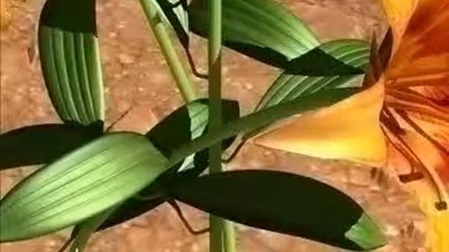 3D Model Lilium Davidii Review
