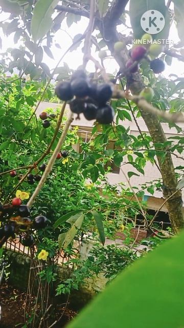fruit
