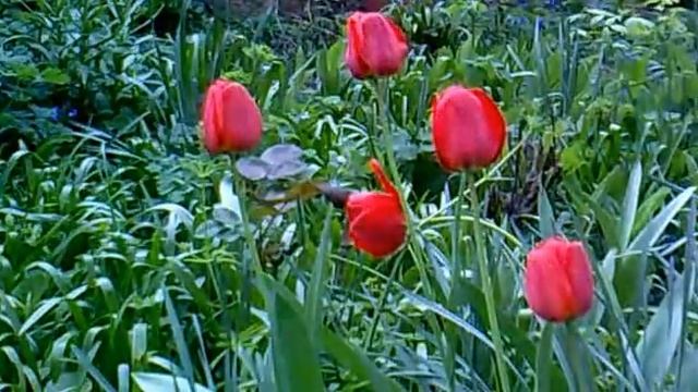 Shostakovich - Waltz from Sofia Perovskaya