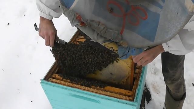 не страшно,если семья тревожится пчеловодом зимой