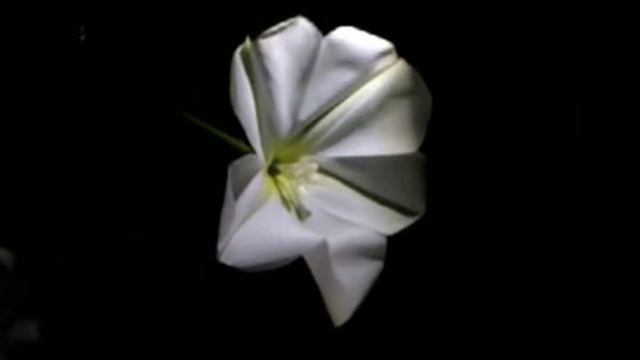 Flor Anita