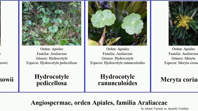 Angiospermae, orden Apiales, familia Araliaceae hedera eleutherococcus elegans agua angiosperms