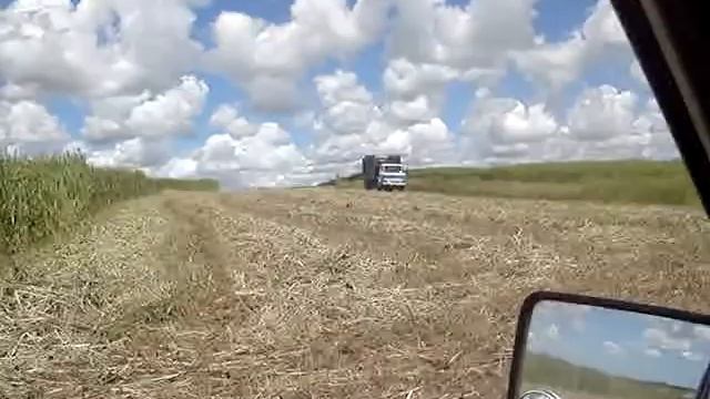 Ensilada sorgo forrajero 2010 parte 2