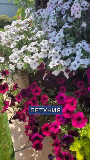 Сажаем на рассаду в марте #рассада #рассадамарт #садидача #рассада2024 #рассадаперца #рассадапомидо