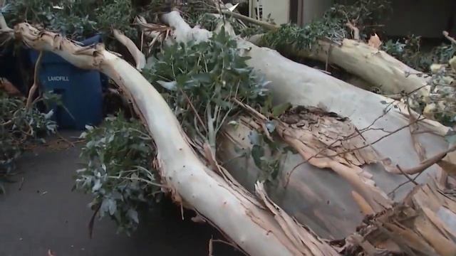 Toppled eucalyptus trees cause destruction
