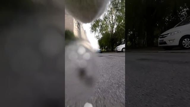 Просто кот